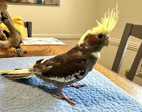 cockatiel-for-sale