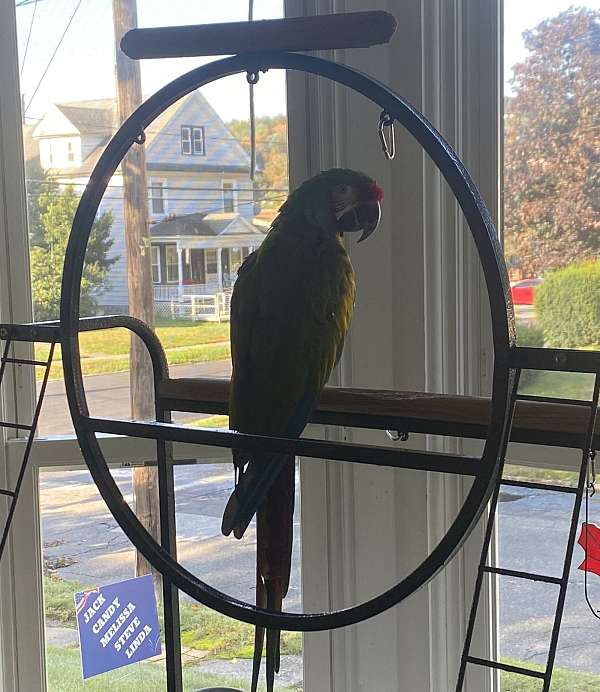 macaw-for-sale