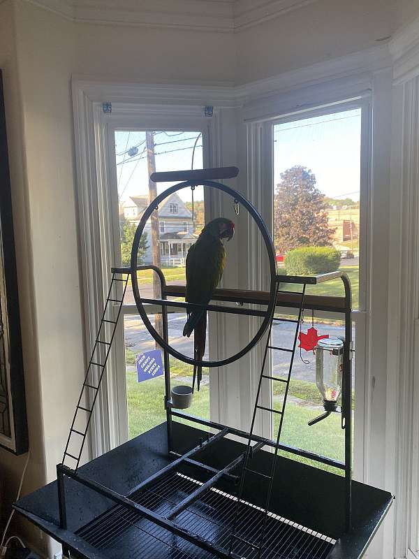 green-macaw-for-sale