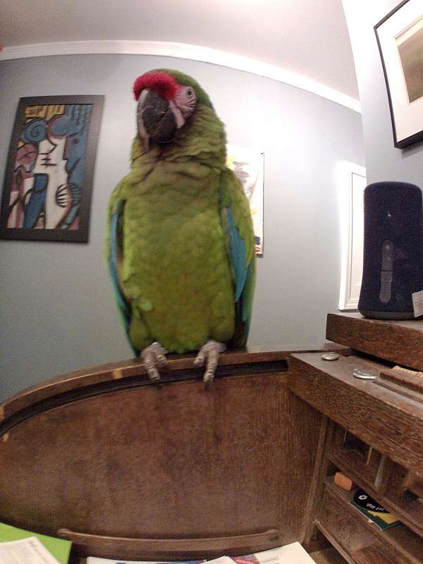 green-bird-for-sale