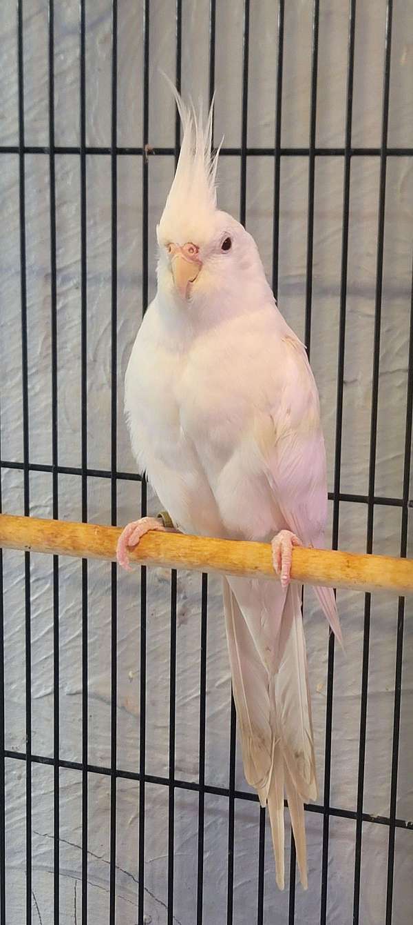 cockatiel-for-sale