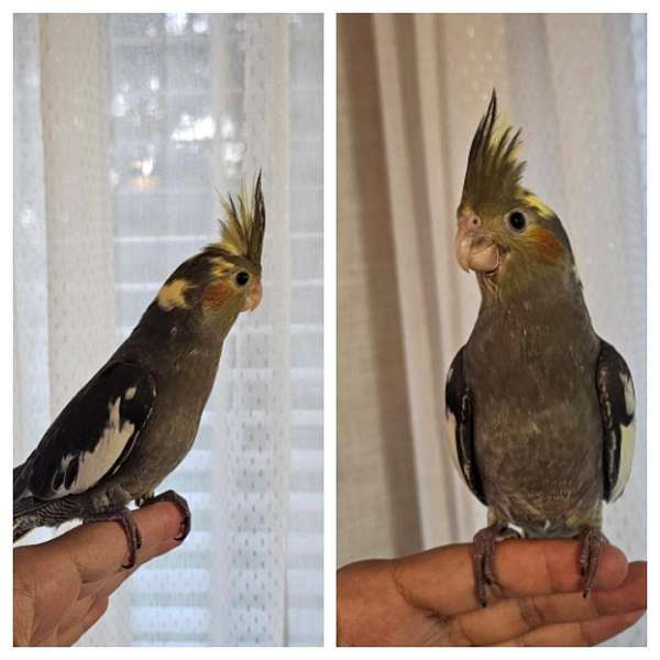 cockatiel-for-sale
