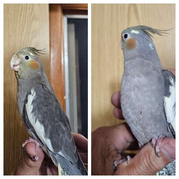 cockatiel-for-sale