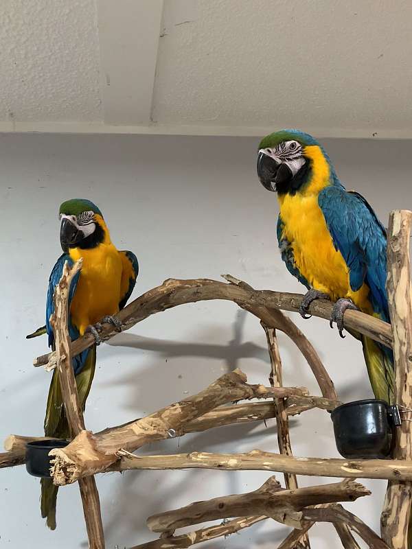 macaw-for-sale