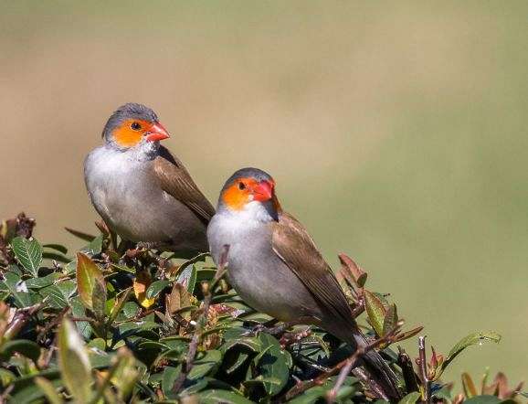 finch-for-sale