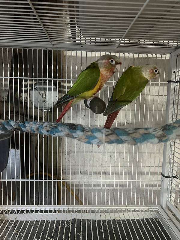 conure-for-sale