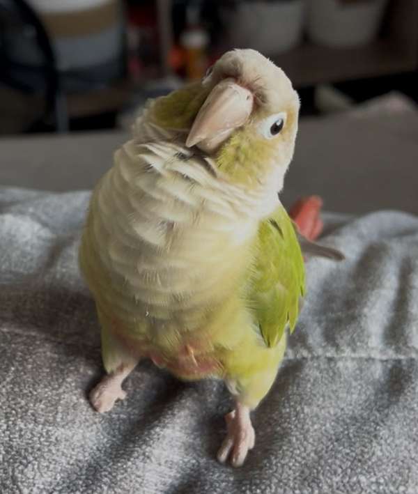 cinnamon-bird-for-sale-in-myrtle-beach-sc