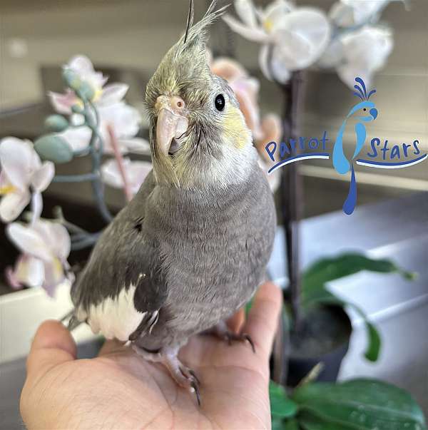cockatiel-for-sale