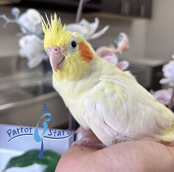 cockatiel-for-sale