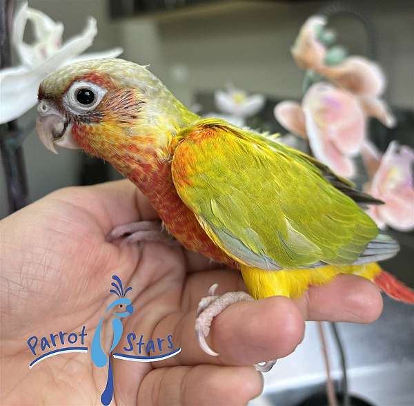 green-cheek-conure-for-sale