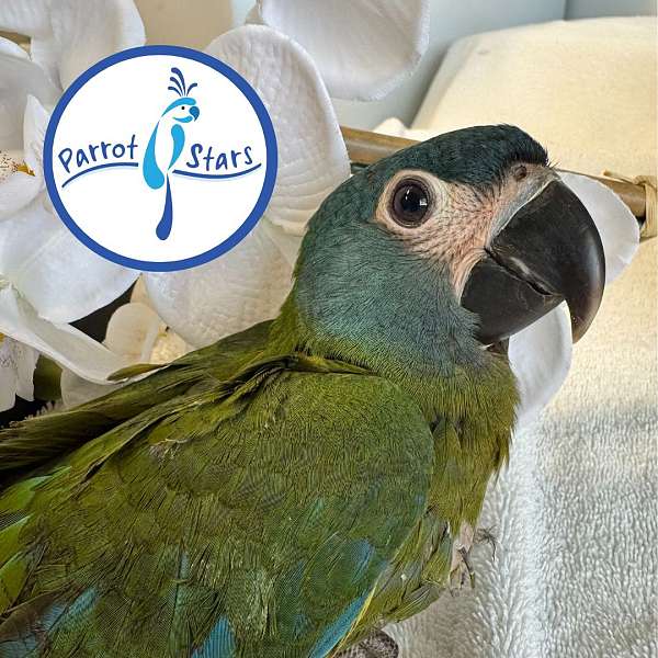macaw-for-sale