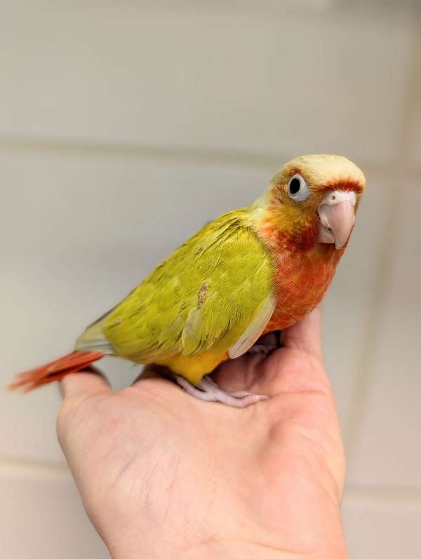 green-cheek-conure-for-sale