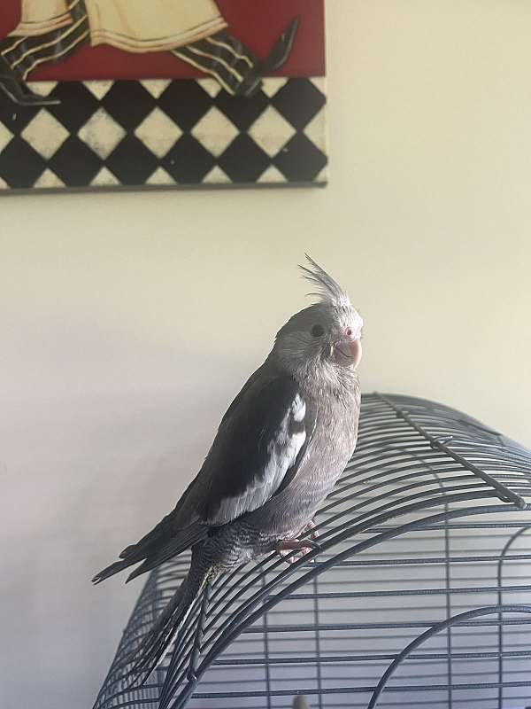 cockatiel-for-sale