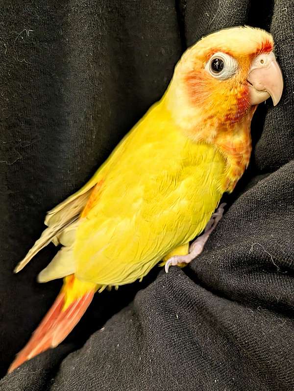 green-cheek-conure-for-sale