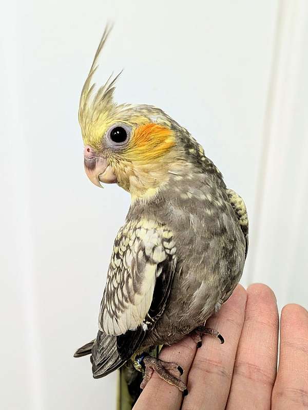 pearl-bird-for-sale-in-webster-ny