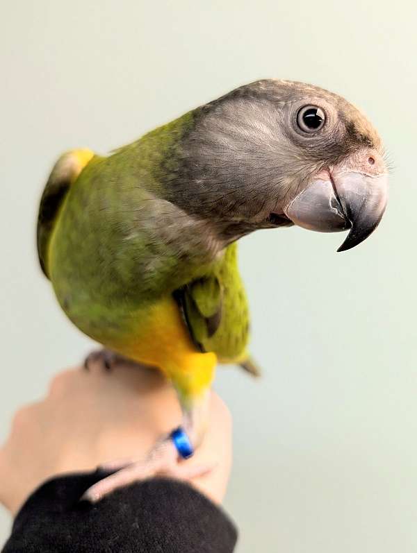 senegal-poicephalus-parrots-for-sale
