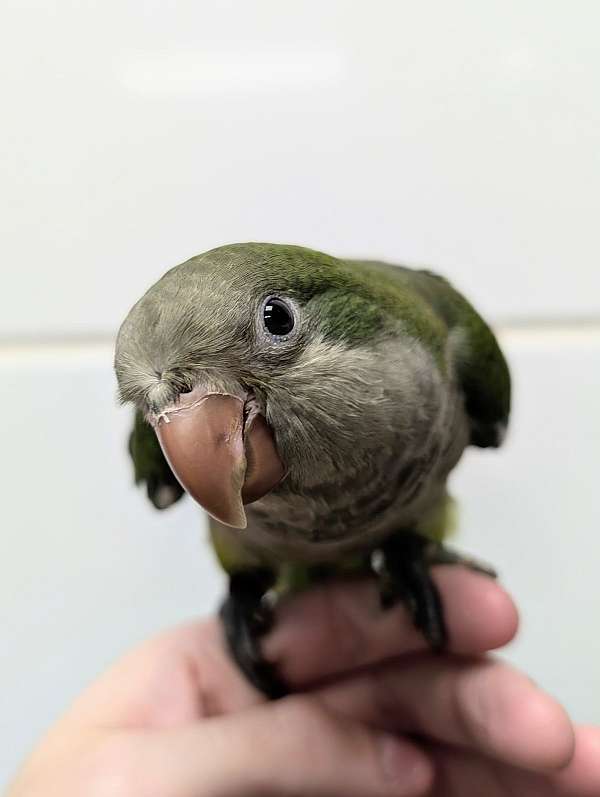 quaker-parrots-for-sale