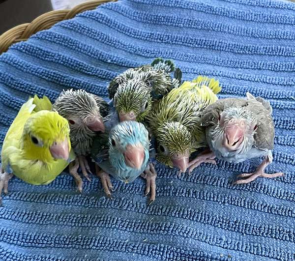 parrotlet-for-sale
