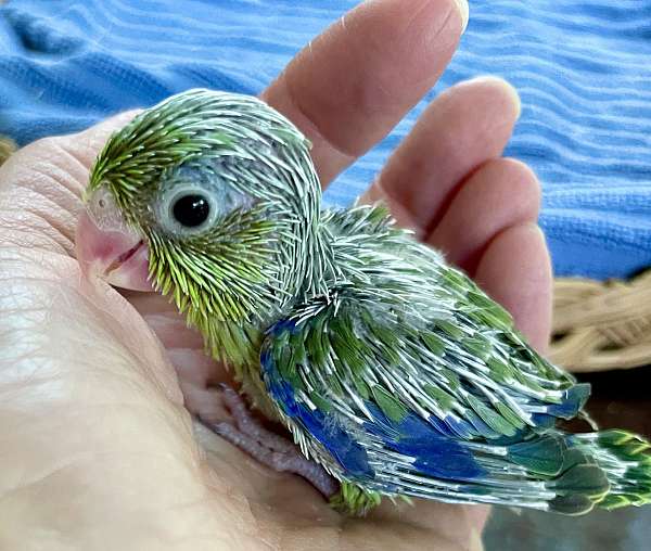 blue-parrotlet-for-sale