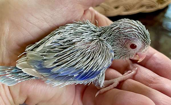 fawn-parrotlet-for-sale