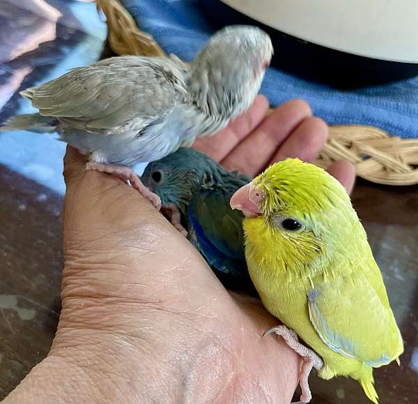 green-parrotlet-for-sale