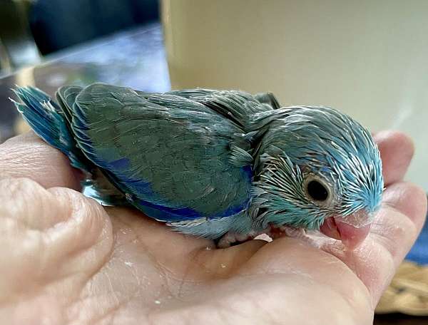 pastel-parrotlet-for-sale