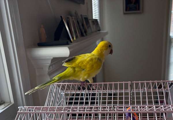 quaker-parrots-for-sale