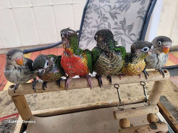 companion-tame-parrot-for-sale