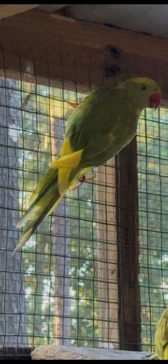 parrot-for-sale