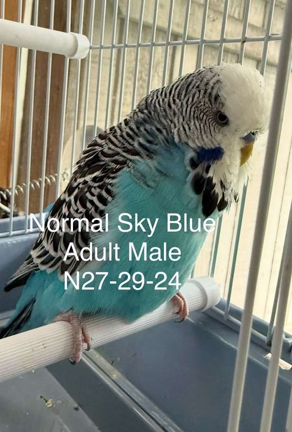 blue-bird-for-sale-in-akron-oh
