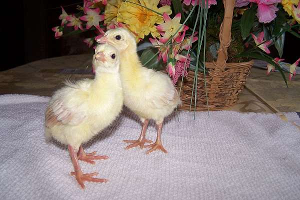 peacock-for-sale-in-clio-mi