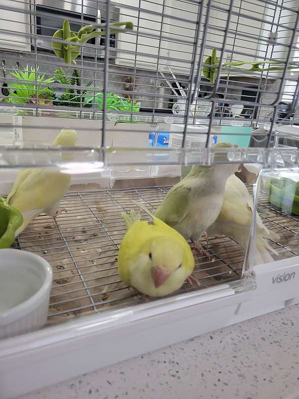 quaker-parrots-for-sale