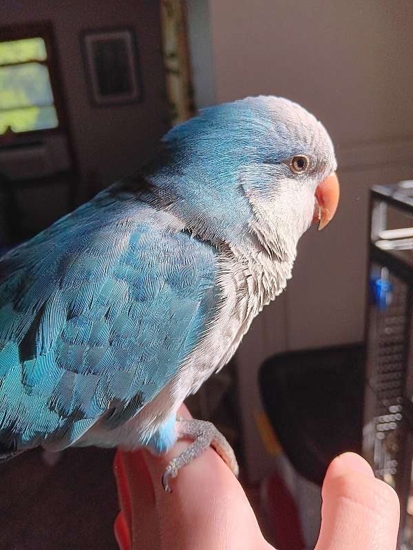 quaker-parrots-for-sale-in-russellville-oh