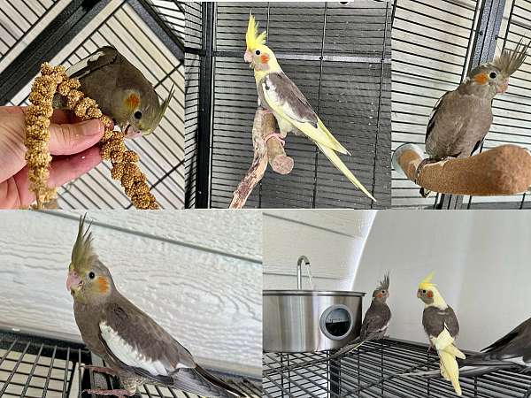 grey-pied-bird-for-sale-in-lake-city-fl