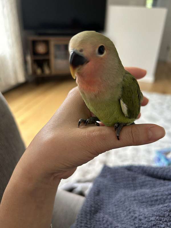 baby-bird-for-sale-in-westport-ma