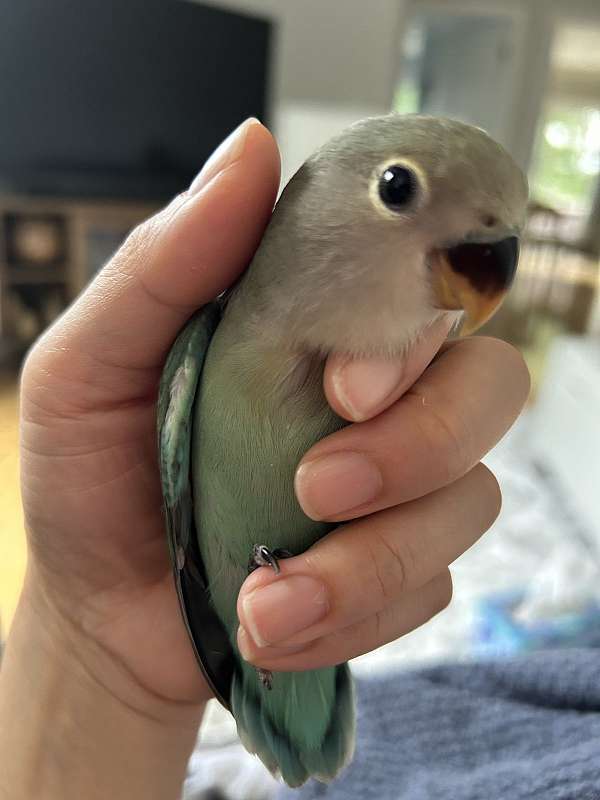 lovebird-for-sale