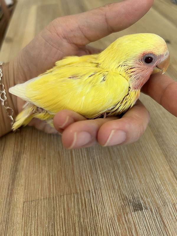 peach-bird-for-sale-in-westport-ma
