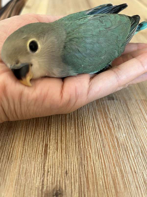 green-bird-for-sale-in-westport-ma