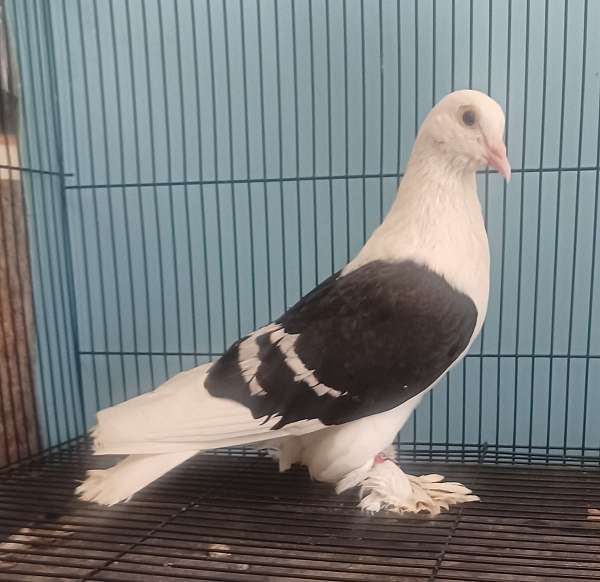 black-white-fancy-rare-bird-for-sale