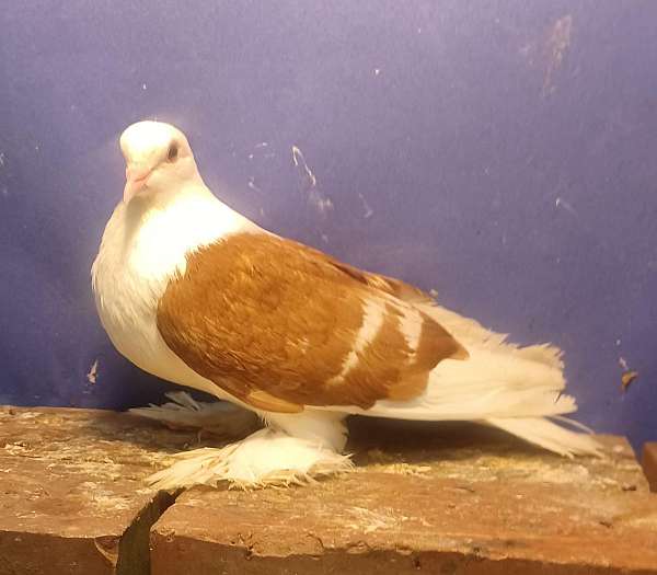 pigeon-for-sale