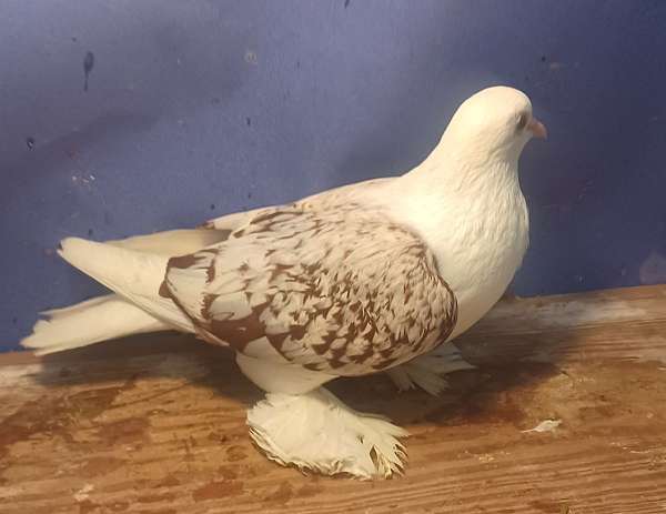 red-white-bonded-pair-bird-for-sale