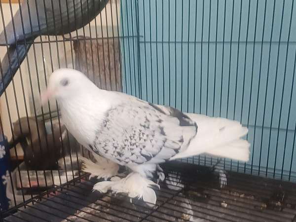 black-white-bonded-pair-fancy-bird-for-sale