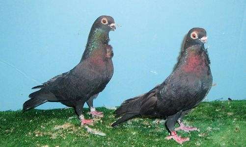 bonded-pair-fancy-pigeon-for-sale