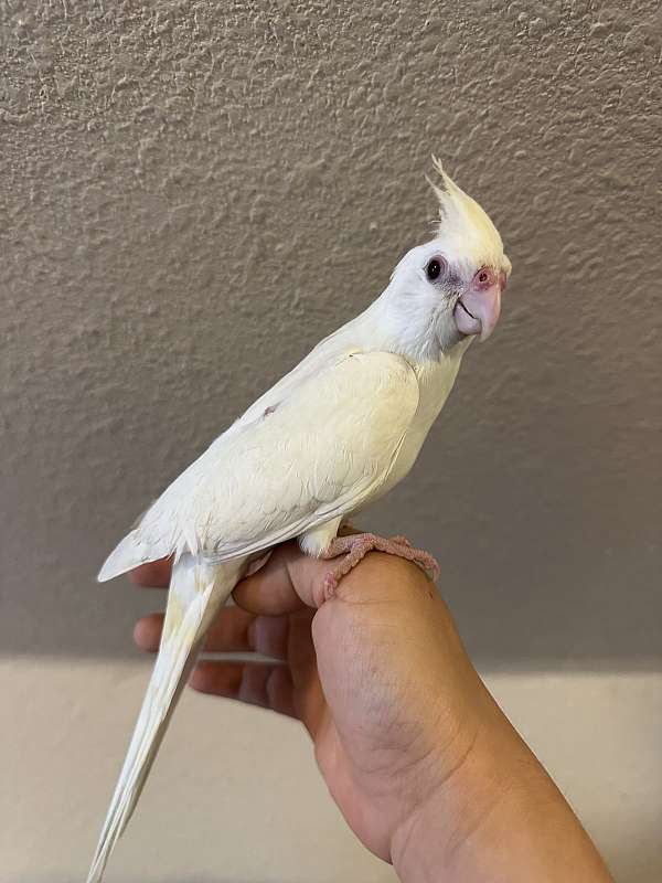 companion-pet-bird-for-sale-in-keller-tx