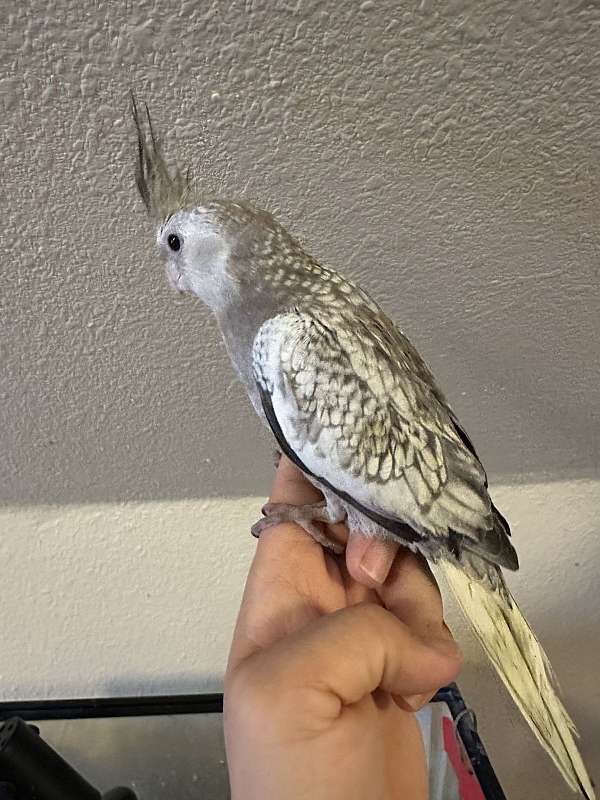 cockatiel-for-sale