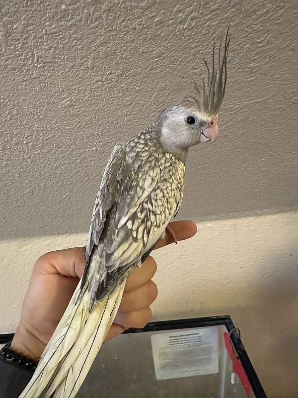 cockatiel-for-sale-in-keller-tx
