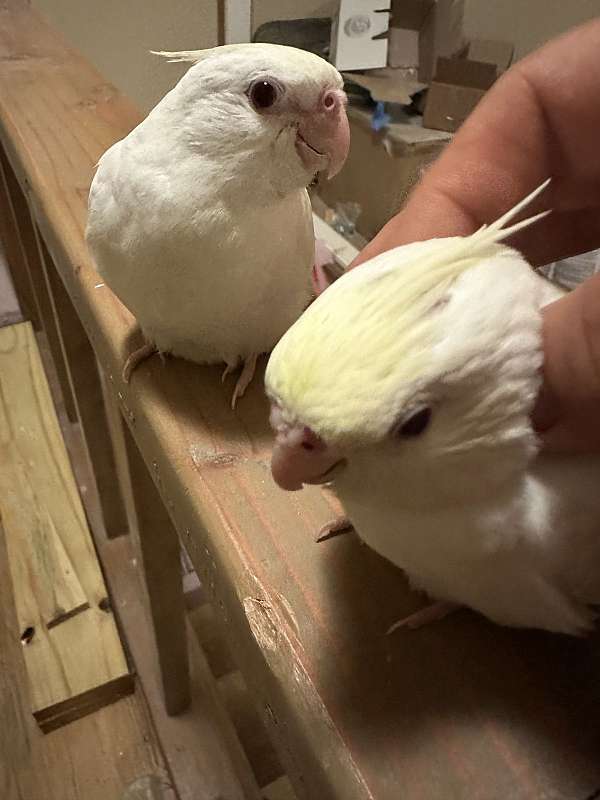 bird-for-sale-in-keller-tx