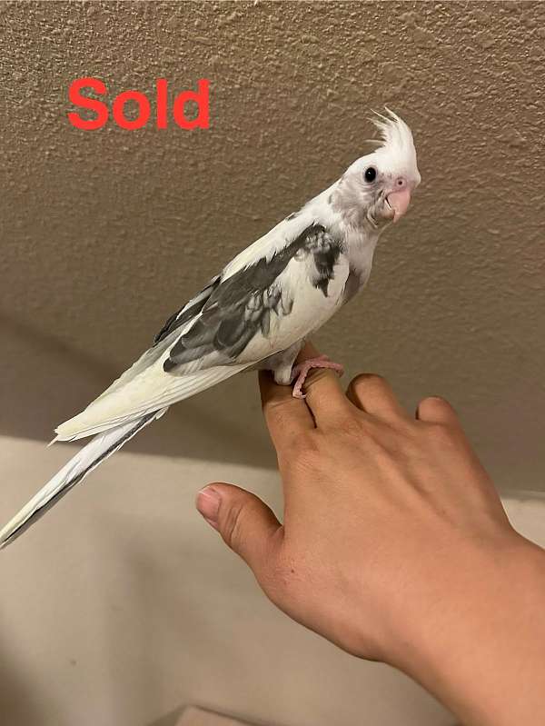 baby-bird