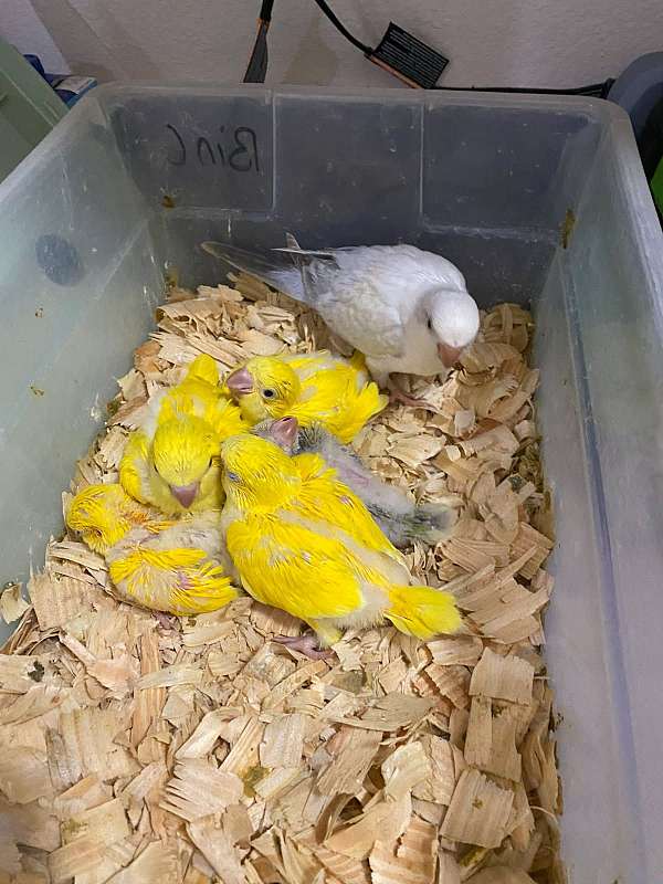 quaker-parrots-for-sale