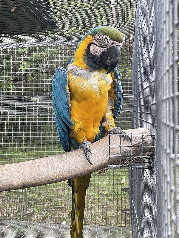 aggressive-macaw-blue-gold-macaw-for-sale